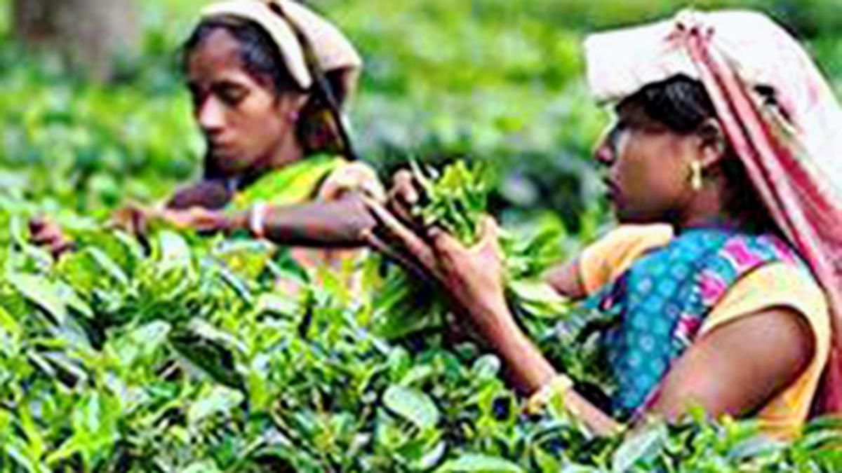 IIT Guwahati researchers turn tea factory waste to…