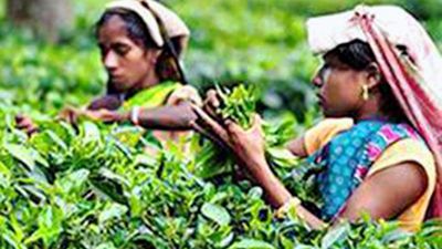 IIT Guwahati researchers turn tea factory waste to pharma products