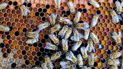 Bees Without Mothers More Prone To Disease: Study