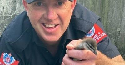 Lucky ducks: Firefighter reunites animal family after ducklings fall into drain