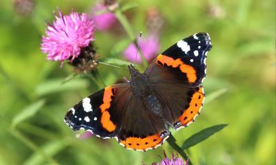 UK butterfly numbers bounce back after last year’s all-time low