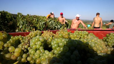 France probes deaths of Champagne workers in heatwave