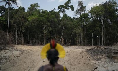 Rainforest carbon credit schemes misleading and ineffective, finds report