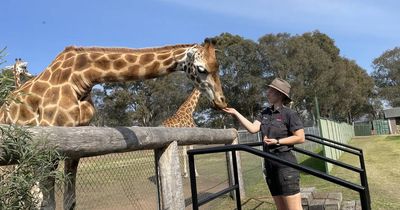 Meet the giraffes at Hunter Valley Wildlife Park