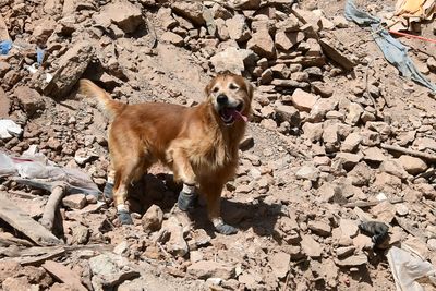 Kilian the sniffer dog searches for survivors after the Morocco quake