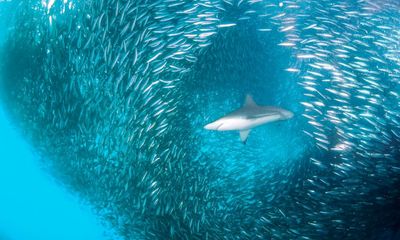 Five amazing ocean sites to make the first protected high seas areas