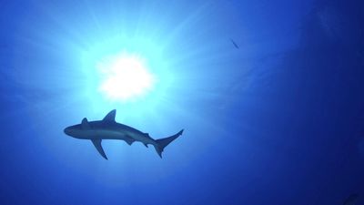 Court suspends controversial shark cull in New Caledonia