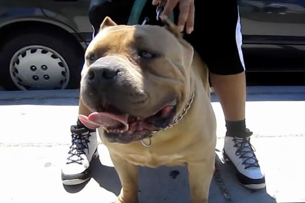 American XL bully dog ban may be ineffective in short term, UK experts warn, Dangerous dogs