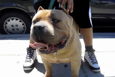 Rishi Sunak promises to ban ‘dangerous’ XL bully dogs by end of the year