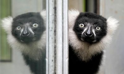 Lemur eludes law enforcement before throwing in the towel