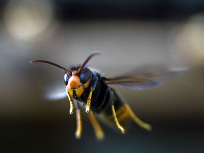 UK facing massive influx of huge killer Asian hornets, warns beekeeper