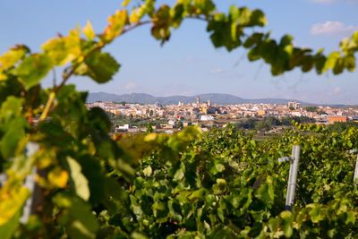 There’s a lot more to Spanish wine than cava and rioja