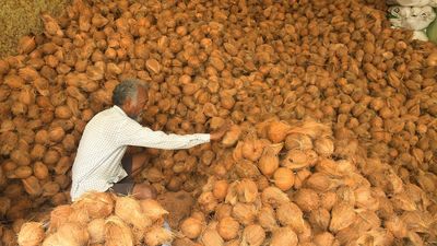 Andhra Pradesh farmers worried over fall in prices of coconut