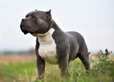 Why the government faces a tough time banning American bully XL breeds