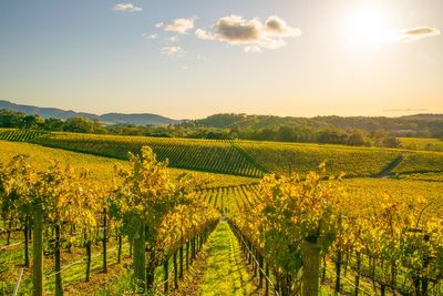 8 of the best wine regions to travel to around the world