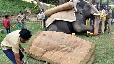 Tusker Abhimanyu carries weight with ease