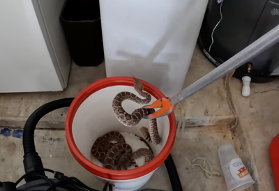 Snakes alive! Man shocked to find he had 20 rattlers in his garage