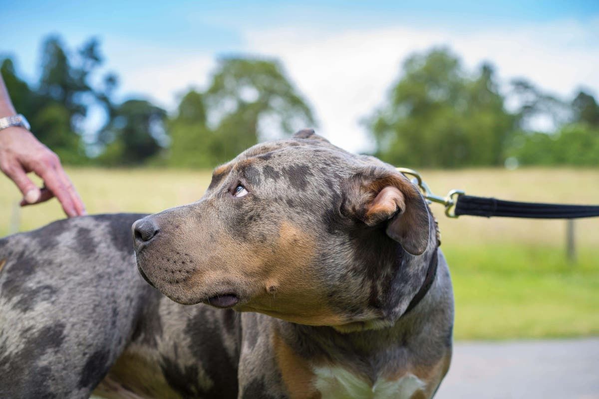 UK government urged to tackle 'killer' XL bully dogs