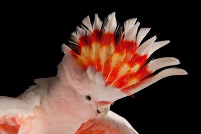 What’s in a name? The renaming of the pink cockatoo is no small thing in Australia’s violent history