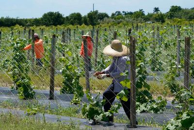 Uncertain and afraid: Florida’s immigrants grapple with a disrupted reality under new law