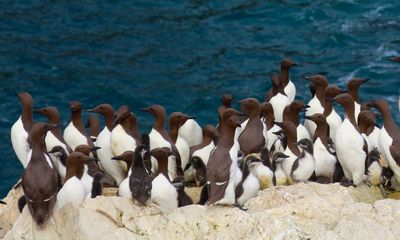 ‘We’ve underrated what these birds can do’: the secret life of Skomer’s guillemots