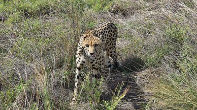 Kuno cheetahs to be released into the wild in winter
