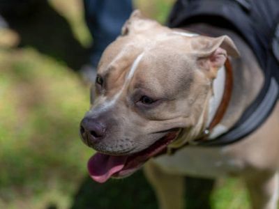 Fears blameless XL Bully dogs could be put down or dumped as owners sell animals before ban
