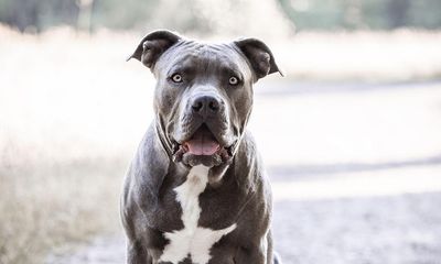 UK owners of existing American XL bully dogs face new rules but no cull