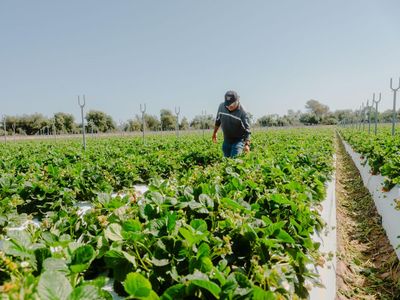 Working harder than ever: the last remaining Japanese American farmers