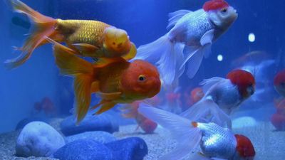 Fish genetic resources centre in Kochi discovers viruses that can spell trouble for ornamental fisheries