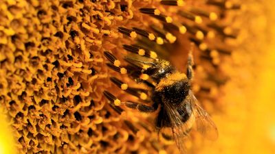 Over 75% of European bumblebee species threatened in the next 40-60 years