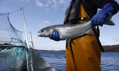 ‘Monstrous’ sea lice and jellyfish invasions blighting Scottish salmon farms