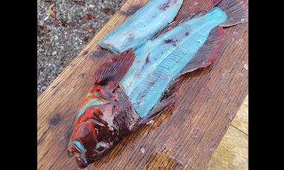 Angler lands fish with vivid blue flesh – would you try it?