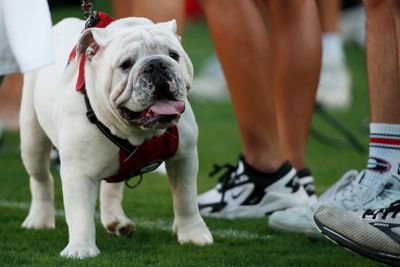 Watch: South Carolina’s mascot nearly pecks Uga