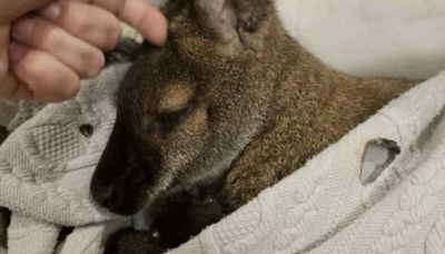 Beloved pet wallaby safely located, relieved owner confirms