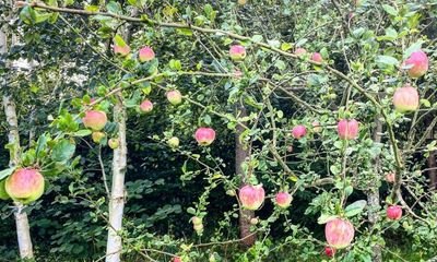 After a long, hot summer, the apple tree is laden with fruit