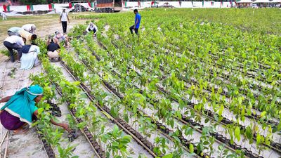 Stab at nine world records during Assam plantation drive