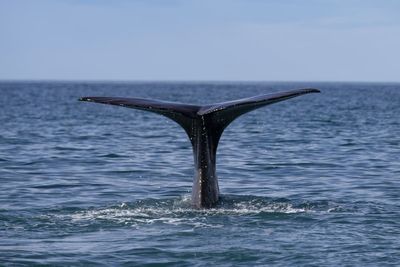 Māori and Pacific leaders propose legal personhood for whales at UN