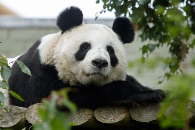 Living in zoos outside their natural environment may disrupt pandas – study