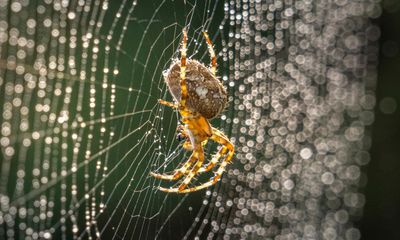 How to be more productive? I am taking lessons from my eight-legged life coach