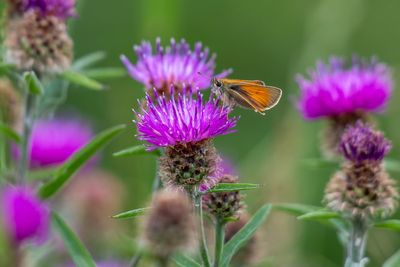 Best milk thistle supplements to aid digestion and liver health