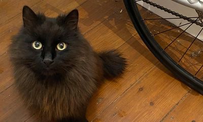 The pet I’ll never forget: Miles was the cat no one wanted. I took him in – and he never left my side