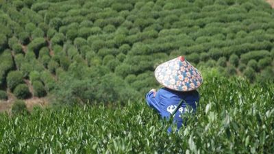 Bitter taste of climate change: Drought diminishes China's tea yields, alters flavour