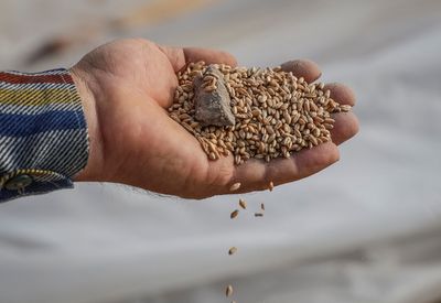 Ukraine to sue Poland, Slovakia and Hungary over grain ban: Politico