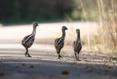 Emu crossing ahead: the fight to save the coastal emus of northern NSW