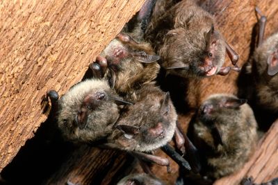 Prevent the next pandemic. Avoid bats