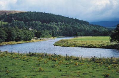 Probe launched as more than 50 fish found dead in Scottish river