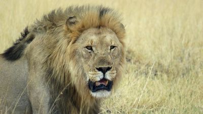 Study Warns That African Lions Are On The Brink Of Extinction