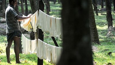 CAMPCO seeks minimum support price for rubber growers in Karnataka as farmers are in dire straits