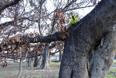 ‘Symbol of hope’: Lahaina’s beloved banyan shows new growth after fires